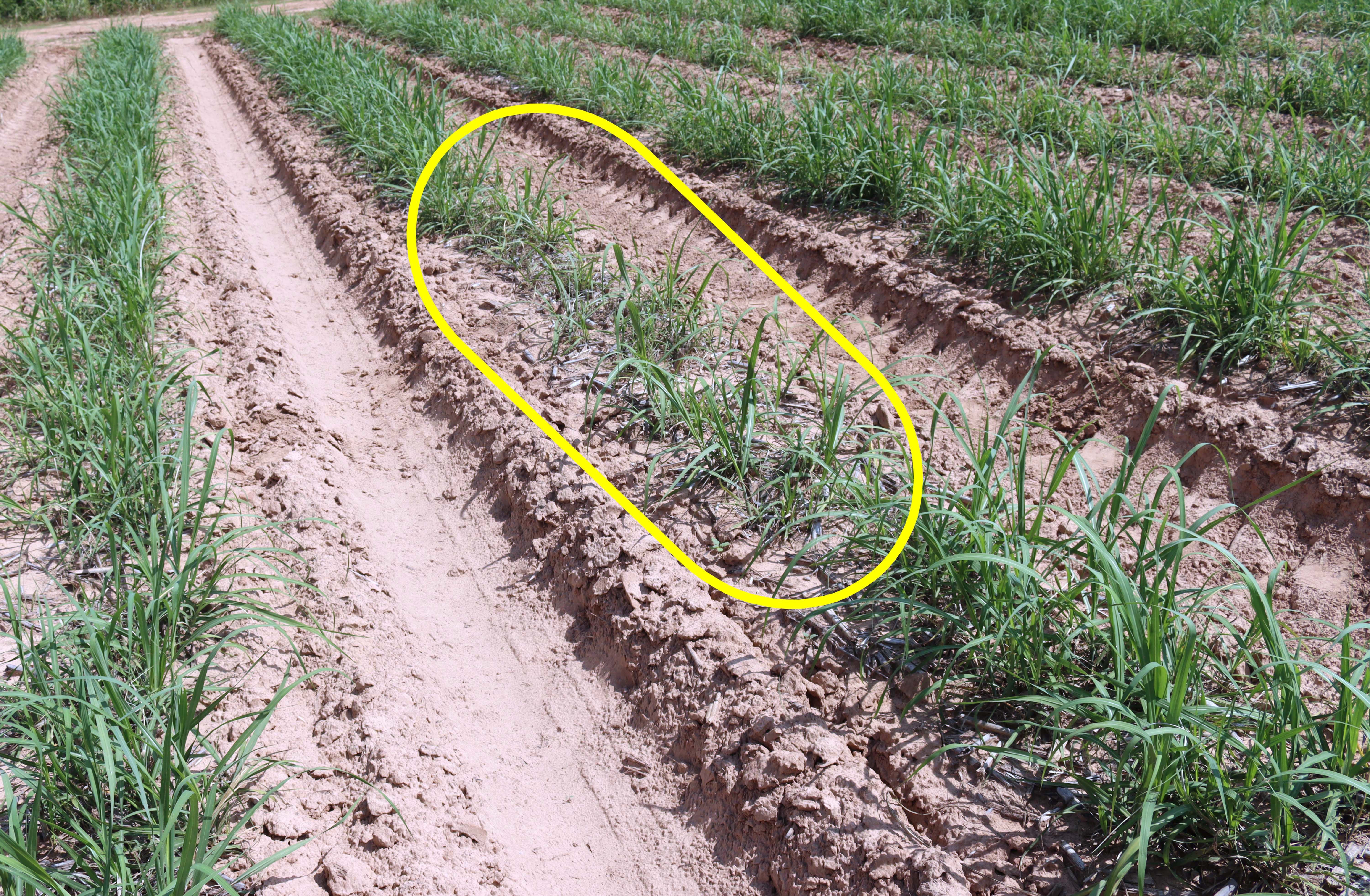Sugarcane beetle affected standjpg